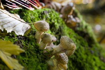 Boletus mushrooms on green moss. Selective focus.