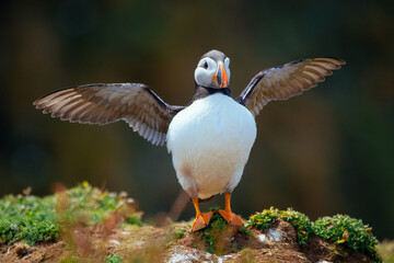 Papageitaucher Puffin