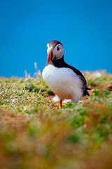 Papageitaucher Puffin