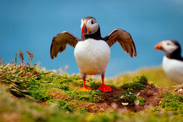 Papageitaucher leicht gespreizte Flügel