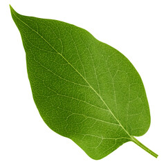 Lilac leaf isolated on white background, full depth of field, clipping path