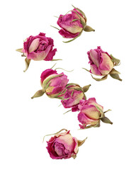 Falling dried Rose, isolated on white background, clipping path, full depth of field