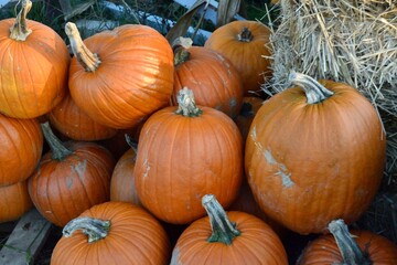 pumpkins on a farm