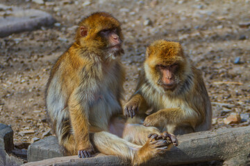 Monkeys from the Prague ZOO.