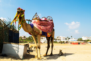 Decorated camel awaits customers for a trip along the beach