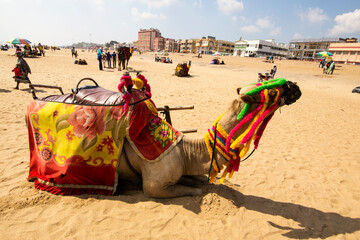 Camel resting on the beach © blueperfume