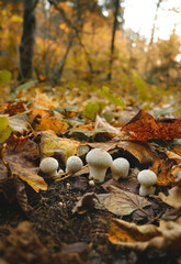 wild small mushrooms growth in forest, natural blurred background. The Common Puffball (Lycoperdon perlatum) or Devil's Snuff-box. Harvest fall season, mushrooms picking concept. autumn landscape
