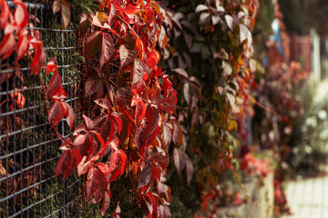 red leaves of decorative grapes on a wall in fall, horizontal image, vivid nature background