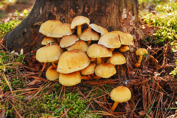 Galerina marginata (funeral bell, deadly skullcap, autumn skullcap,  deadly galerina) is a poisonous mushroom. It contains deadly amatoxins likely to cause death. Fungus grows in the forest.