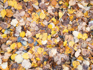 Red and orange autumn leaves background