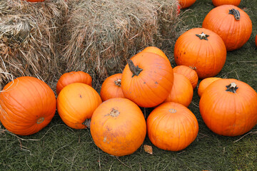 Set of different Halloween pumpkins. Banner design. Pumpkins in the field - Thanksgiving and autumn background.