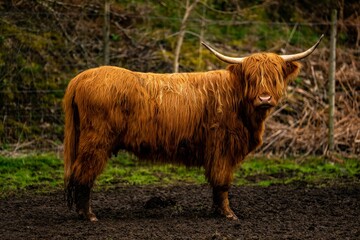 Scottish Cow "Coo" in the Scottish Highlands of Glencoe Scotland UK