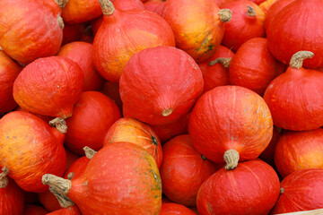 Set of different Halloween pumpkins. Banner design. Pumpkins in the field - Thanksgiving and autumn background.