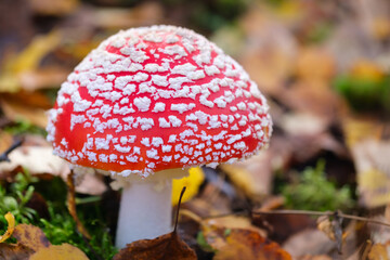 beautiful closeup of forest mushrooms in grass, autumn season. fly agaric amanita, little fresh mushrooms, growing in Autumn Forest. mushrooms and leafs in forest. Mushroom picking concept.