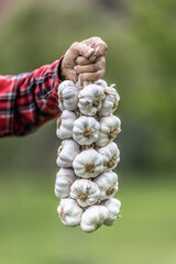 Bundle of organic homegrown white garlic held by a hand of an older man