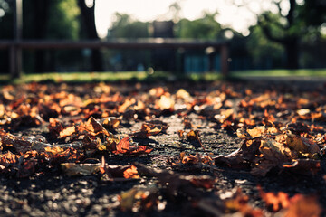 Autumn leaves on the ground