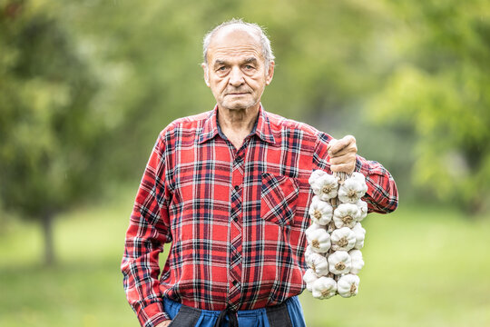 An elderly man holds a bunch of white garlic in the garden