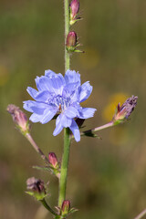 Close up of a blue chicory (cichorium intybus) flower in bloom