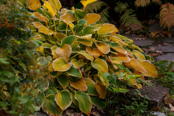 Yellow leaves of hosta in autumn garden_2.jpg, Yellow leaves of hosta in autumn garden