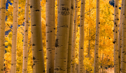 Golden yellow aspen grove of trees outside of Aspen Colorado during autumn with seasonal leaves. 