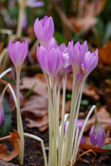 Fototapeta premium Autumn colchicum ( lat. Colchicum autumnále ) is a species of herbaceous bulbous poisonous plants from the genus Colchicum