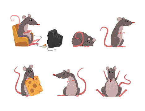 Funny Rat as Long-tailed Rodent Engaged in Different Activity Vector Set