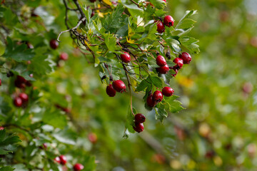 Berries of Hawthorn ( lat. Crataegus monogyna ) in autumn season