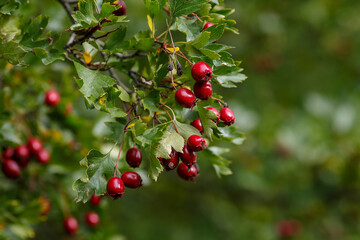 Berries of Hawthorn ( lat. Crataegus monogyna ) in autumn season