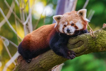 Foto op Canvas The red panda (Ailurus fulgens), also known as the lesser panda, is a small mammal native to the eastern Himalayas and southwestern China. © B