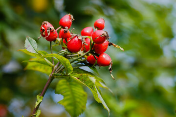Berries of Rosehip, or wild rosa, or rosa canina in autumn season