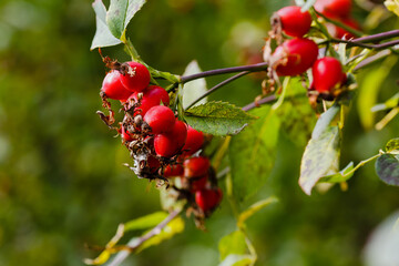 Berries of Rosehip, or wild rosa, or rosa canina in autumn season