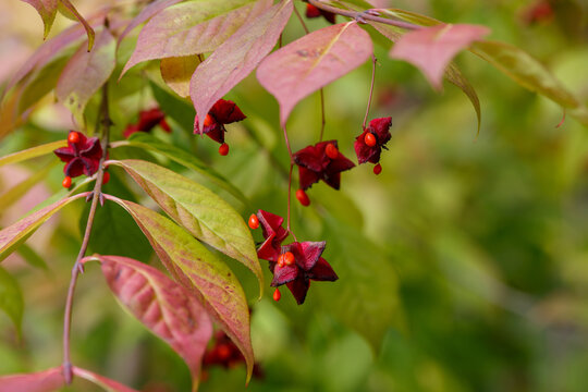 Berries of Euonymus flat-petioled ( lat. Euonymus planipes ) on the branches in autumn garden
