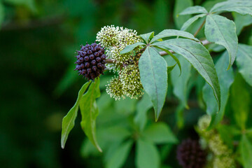 Berries and flowers of Eleutherococcus senticosus. Medicinal plants in the autumn garden