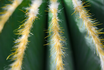 macro needles on a cactus. background cactus surface