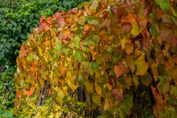 Coignet grapes or Kaempfer grapes, or Japanese grapes ( lat. Vitis coignetiae ) is a species of woody vines from the genus Grapes of the Grape family