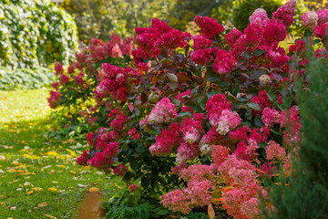 Inflorescences of hydrangea paniculata in the autumn garden. Hydrangea paniculata, the panicled...