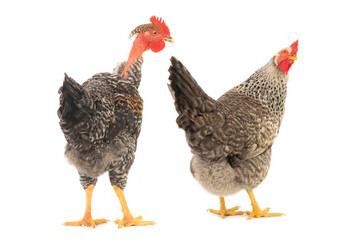 rooster and hen isolated on white background
