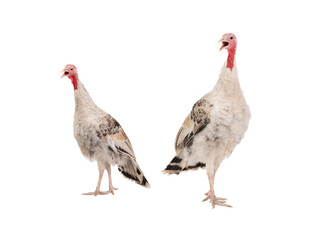 screaming two female turkey isolated on white background