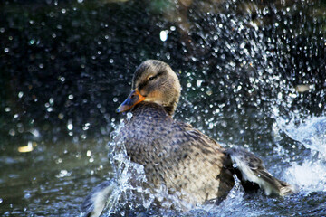 Splashing Duck1