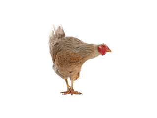 chicken isolated on white background