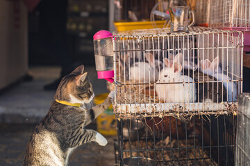 The cat is looking at the rabbits in the cage.