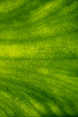 Fototapeta na wymiar Texture of green leaf.