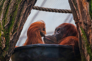 Orangutans are great apes native to the rainforests of Indonesia and Malaysia.  © Boris Kopaj
