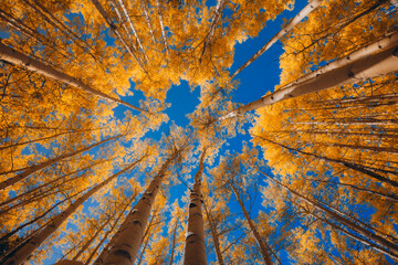 Golden yellow Colorado aspens shot wide angle looking up into an aspen tree grove of yellow leaves against a bright blue sky 
