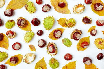 autumn background with autumn leaves and chestnut