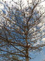 tree branches against sky