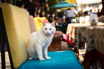 White cat sitting on the armchair in the outdoor restaurant.