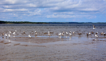 A swarm of seagulls sitting and flying on beautiful blue water of the Shediac sea shore
