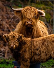 Vertical shot of a Highland Cow 