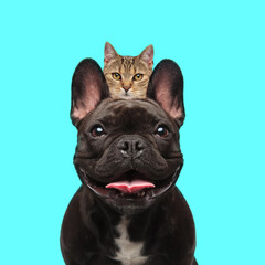 adorable french bulldog with little metis tabby kitty behind